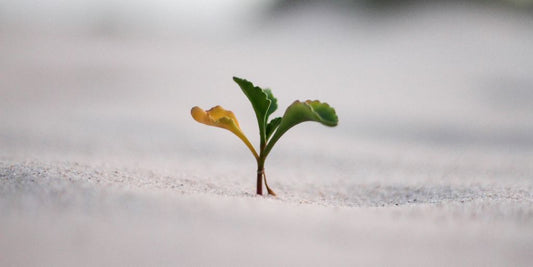 closeup photography of plant on ground